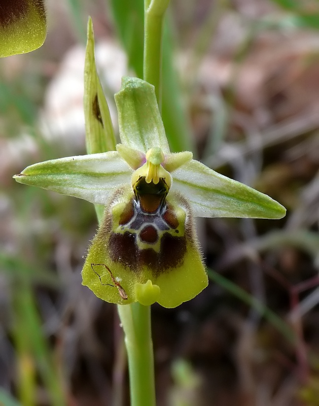 Ophrys cinnabarina (=Ophrys holosericea subsp. paolina) nuova sottos. del Gargano